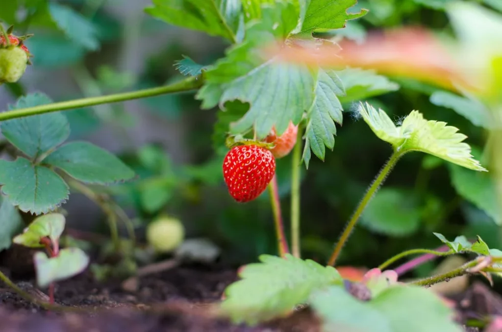 Organic Farming Techniques
