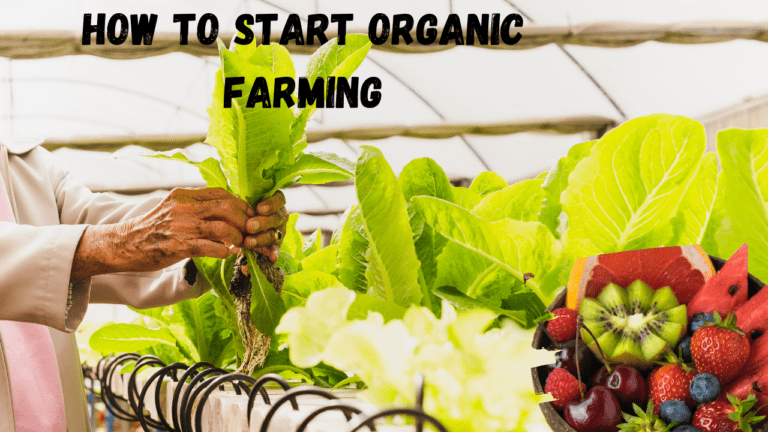 5 Proven Strategies of how to start Organic Farming Success Today