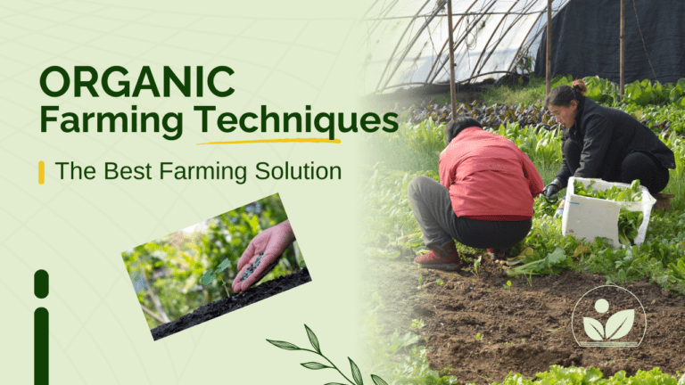 Master the Best 7 Proven “Organic Farming Techniques” to Boost Your Yield.