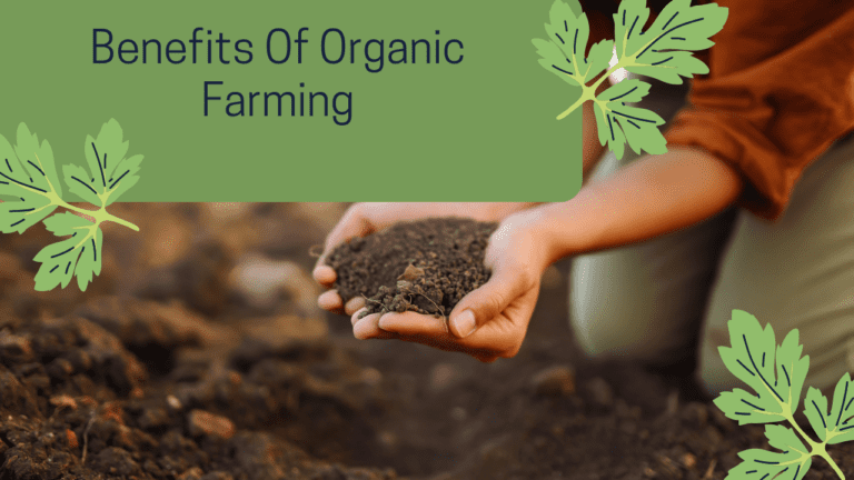 10 Incredible Benefits of Organic Farming: Transform Your Health and the Planet