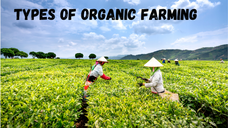 Discover the 2 Proven Types of Organic Farming for Healthier Crops